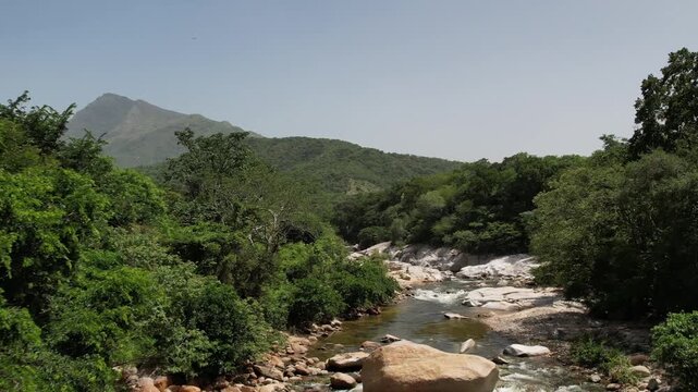 Mountain river flowing through lush green forest