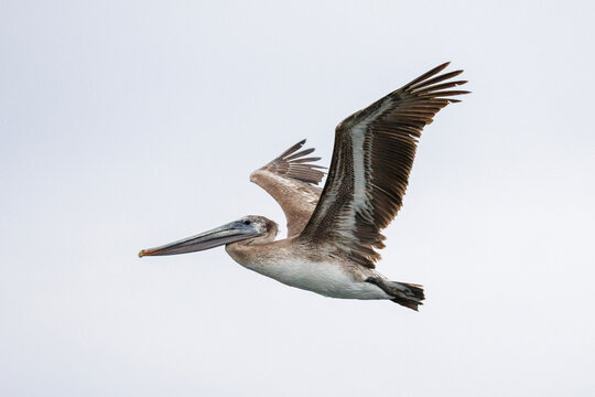 Brown Pelican bird