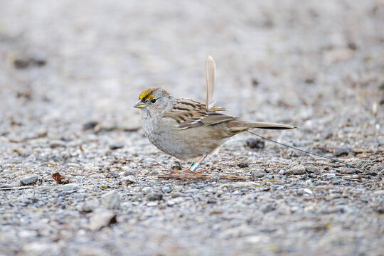 Golden crowned sparrow