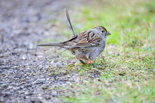 Golden crowned sparrow