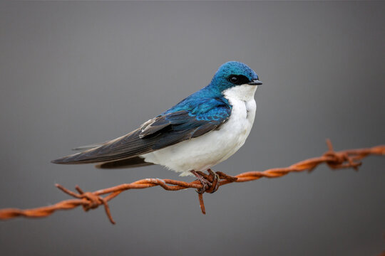 Tree swallow bird