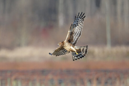 Northern harrier bird