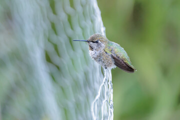Obraz premium Anna's hummingbird bird