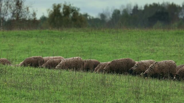 Flock of sheep, rams and lambs grazing on a lush green pasture. Domestic animals in their natural environment, representing sustainable livestock farming, organic agriculture and rural life.