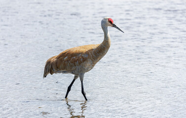 Sandhill crane bird © Feng Yu