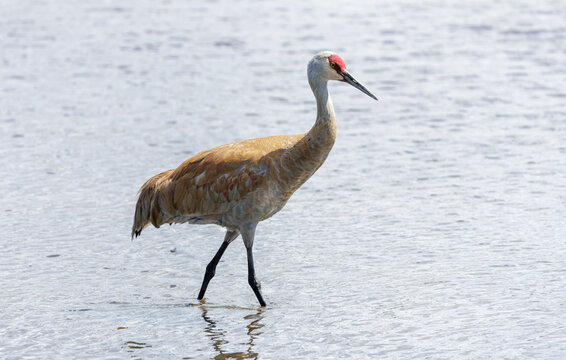 Sandhill crane bird