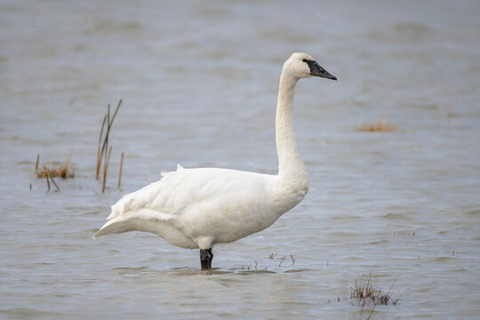 Trumpeter swan bird