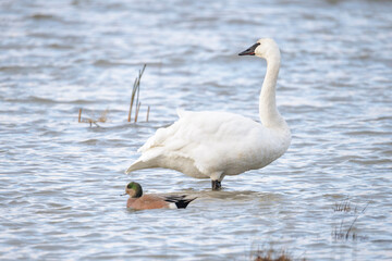 Trumpeter swan bird © Feng Yu