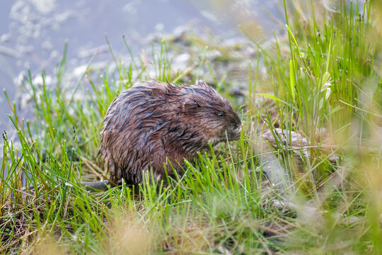muskrat