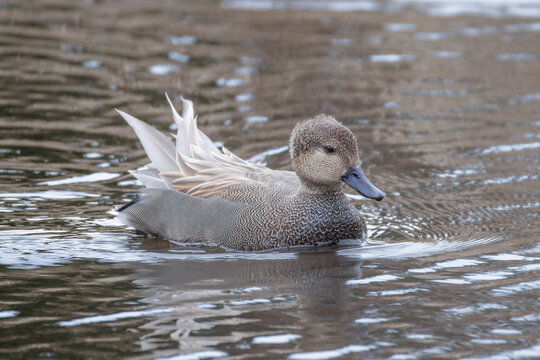 Gadwall duck