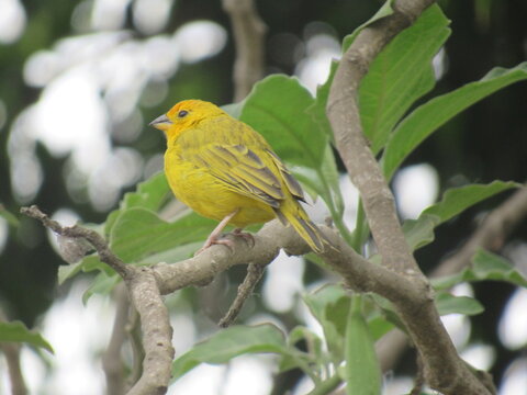 Saffron finch in Lima, Peru