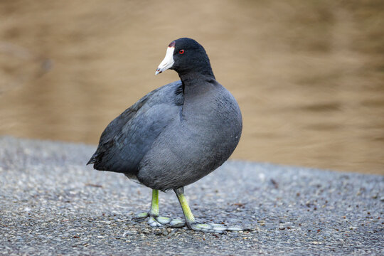 American coot bird
