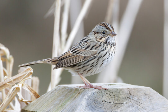 Lincoln's sparrow bird