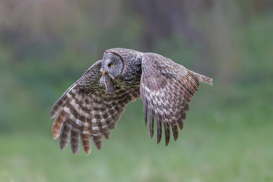 Great Gray Owl bird