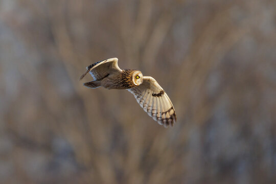 Short-eared owl bird