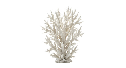 White branching coral skeleton isolated on black background. © Jurairat