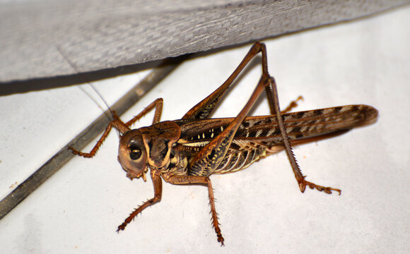 I photographed the giant grasshopper, which suddenly appeared and caused an invasion in cities in Istanbul, Turkey, right in my home.