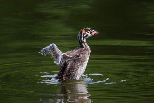 Pied billed Grebe baby