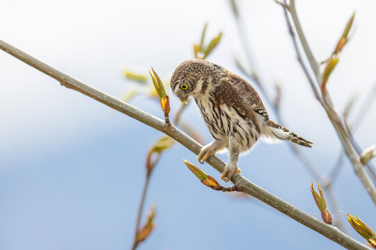 Northern pygmy owl bird