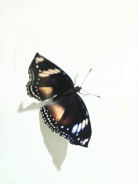 Blue Moon butterfly (*Hypolimnas bolina*) flapping its wings against an isolated white background; rendered with background space for fauna.