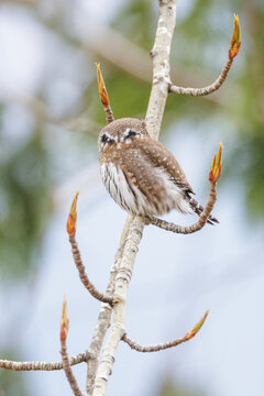 Northern pygmy owl bird