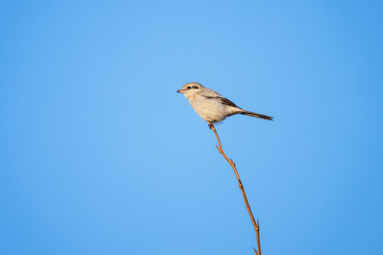 Northern Shrike bird