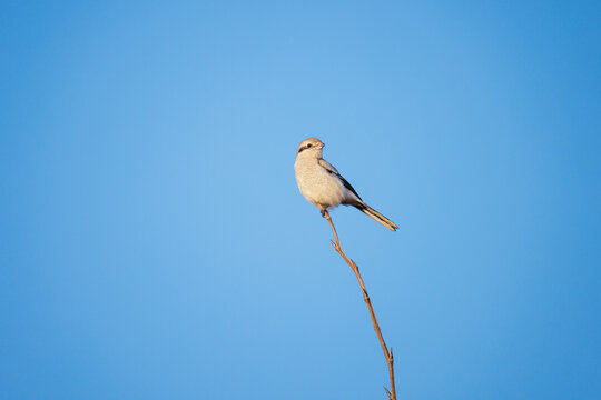 Northern Shrike bird