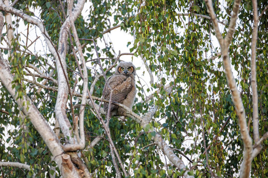 Great horned owl bird