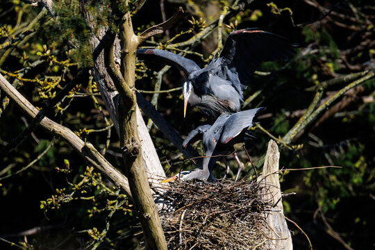 Great blue heron
