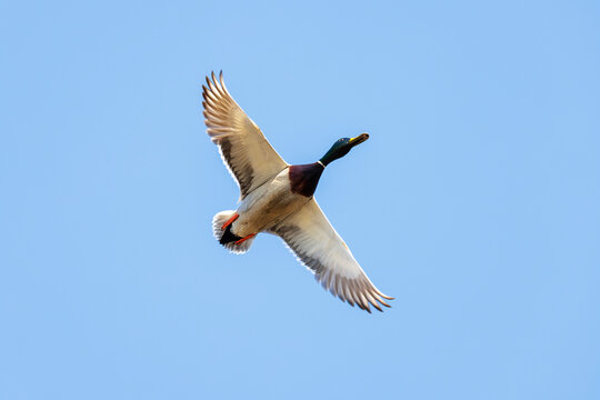 Mallard duck