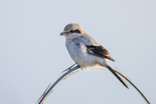 Northern Shrike bird