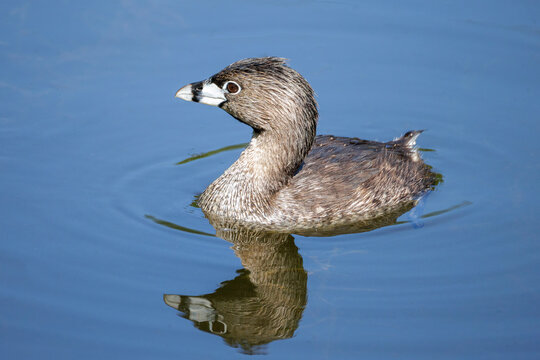 Pied billed Grebe
