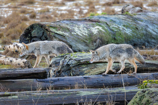 coyote wolf
