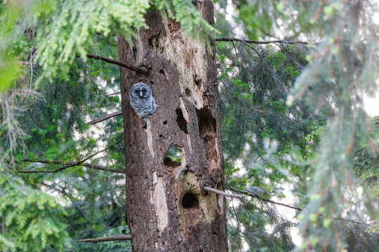 barred owl owlet