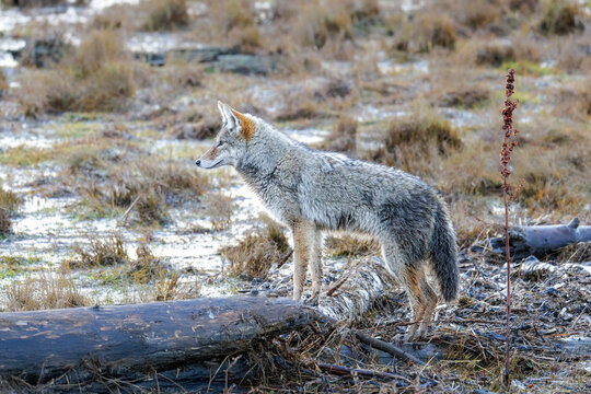 coyote wolf