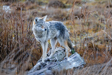 coyote wolf © Feng Yu