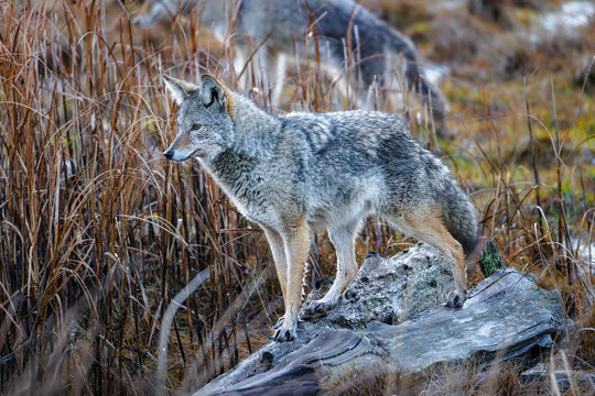 coyote wolf