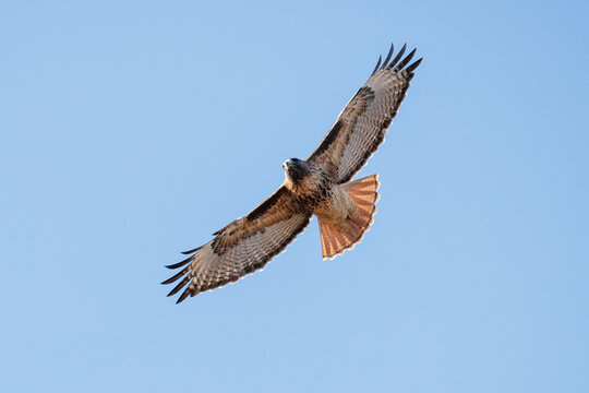 Red tailed hawk bird