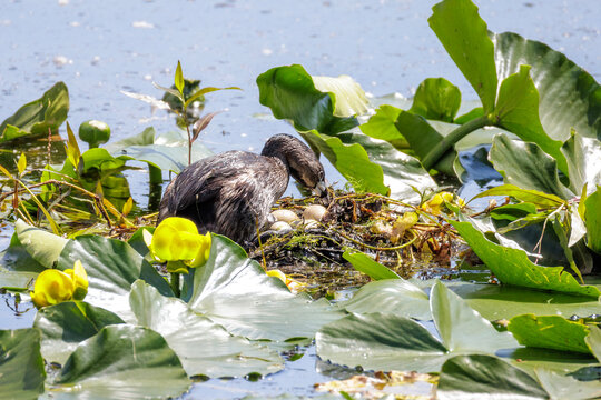 Pied billed Grebe nest