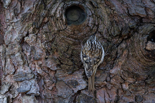 Brown creeper bird