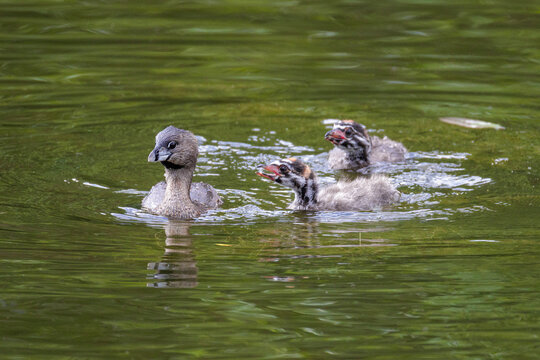 Pied billed Grebe baby