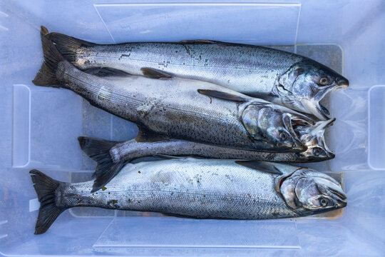 Coho salmon