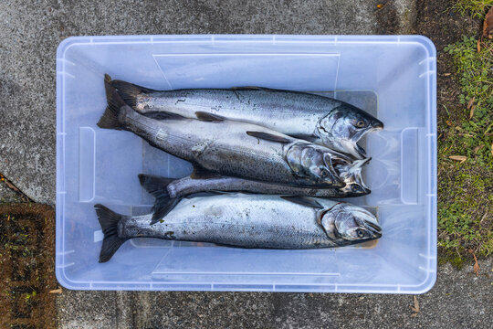 Coho salmon