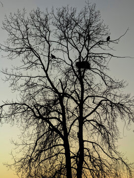 Bald eagle nest