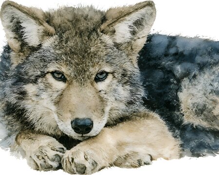 Watercolor painting of a grey wolf lying down and looking directly at the viewer with an intense expression