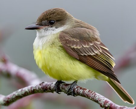 A beautiful small bird with yellow underparts and brown upperparts perched on a branch against a soft gray background