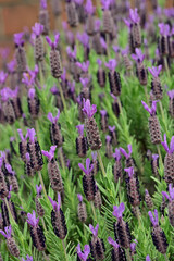 Obraz premium Beautiful field of purple french lavender flowers blooming in a dense cluster under overcast sky, Fukushima, Japan.