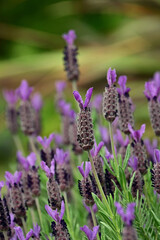 Obraz premium Macro close up of a beautiful purple french lavender flower blooming under overcast sky, Fukushima, Japan.