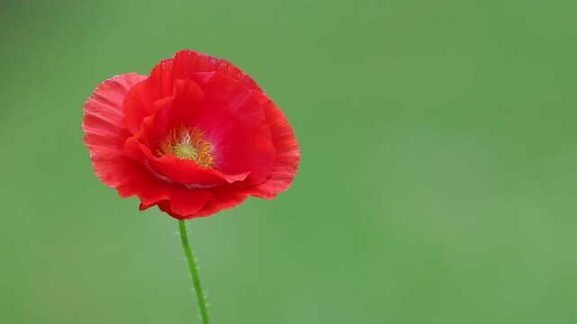 Red Poppy single isolated flower on left sways gently in soft breeze