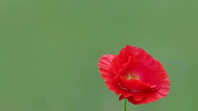 ingle Red Poppy closeup blows in soft breeze green bokeh background